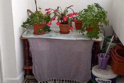 Apartament cu 2 camere decomandat în Trivale - 7