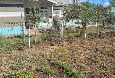 Casă cu 3 camere în Vetrișoaia - 6