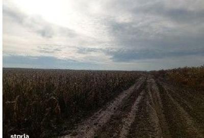 Teren de 5000 mp, în Lunca - 13