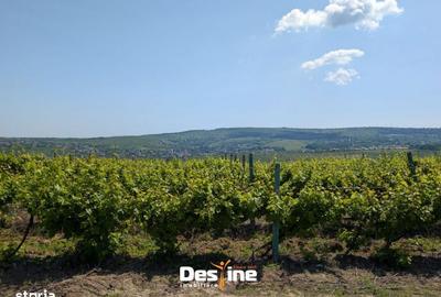 Spațiu comercial, în Bucium - 7