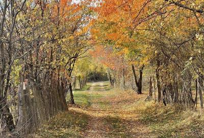 Teren de 1559 mp, în Brebu - 6