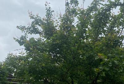 Casă cu 4 camere cu Teren 150 Mp în Cernica - 16