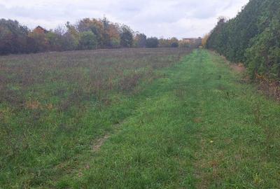 Teren Construcții intravilan de 20000 mp, în Siliștea Snagovului - 3