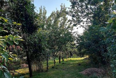 Casă în Alioș - 5
