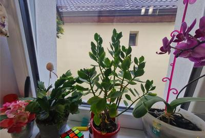 Casa clasica, deschidere potential personalizare, Grivitei, Casa clasica, deschidere potential personalizare, Grivitei, - 5