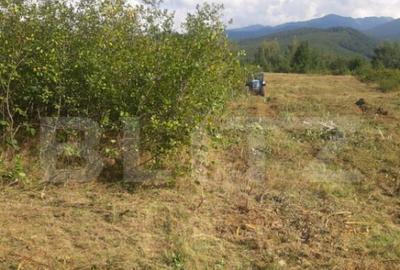 Teren extravilan 3300 mp, Car?i?oara- Set - 1