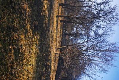 Teren de 1425 mp, în Valea Doftanei - 3