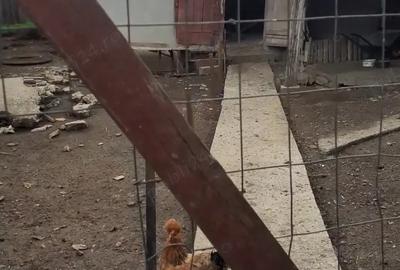 Casă cu 4 camere cu Teren 1122 Mp în Chetrești - 7