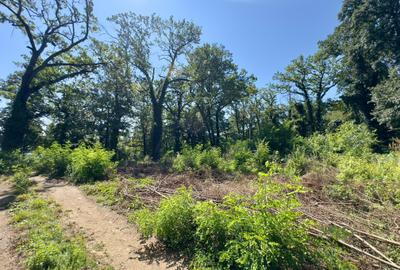 Teren 4800mp | Padurea Snagov | Deschidere larga la Lacul Snagov | Investitie - 2