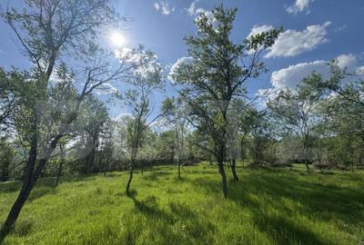 Teren intravilan de vanzare, 15080 mp, zona Tatara?ti - 6