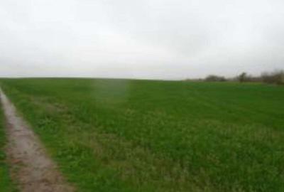 Teren extravilan 12500 mp, Valea Mare, Olt - 2