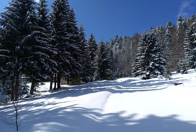 "Oază montană la Pârâul Rece – pensiune complet funcțională, în inima pădurii. - 6