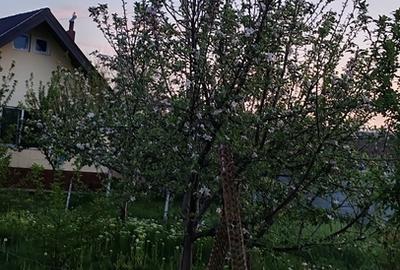 Dolj, Galicea Mare - 16