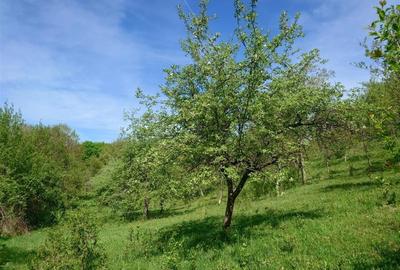 Teren intravilan si cladire in Apuseni, Blajeni, Hd Teren intravilan si cladire in Apuseni, Blajeni, Hd - 2