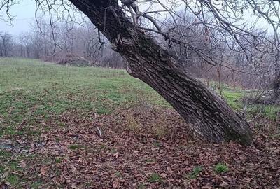 Teren de 1560 mp, în Poiana - 10