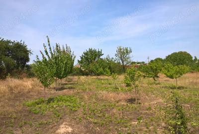 Casa batraneasca cu teren 3000 mp Casa batraneasca cu teren 3000 mp - 7