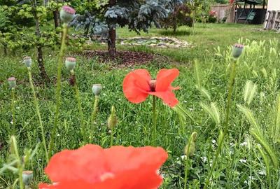 Proprietar, parter la casa cu etaj, Mogosesti - Iasi, 10 km Proprietar, parter la casa cu etaj, Mogosesti - Iasi, 10 km - 8