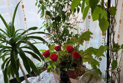 SCHIMB sau VAND casa la tara cu apartament sau garsoniera targu jiu targu.jiu - 4