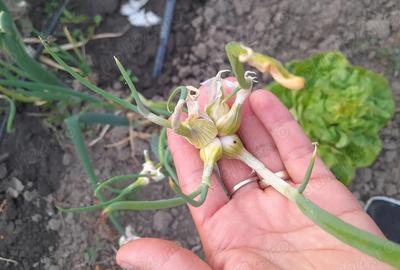 Teren (curte ingradita)de inchiriat 1200mp Cristian - 1