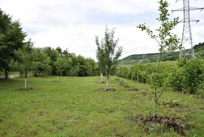 Teren de 3000 mp, în Fizeșu Gherlii - 3