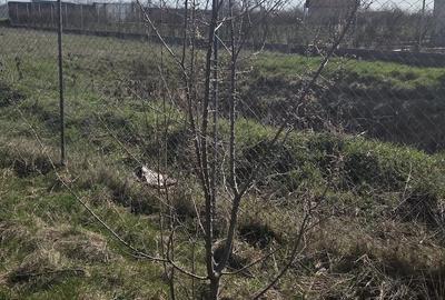 Teren de 1500 mp, în Uliuc - 3