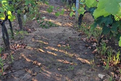 Galati, 1 ha vita de vie si casa 3 cam, pretabil amenajare turism viticol - 6