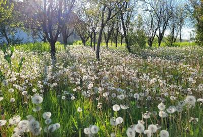 Casă în Lipovei - 4