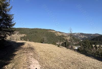 Teren de 12500 mp, în Galbena - 1