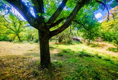 CASA TRADITIONALA, ANEXE si 46.980 mp teren partial INTRAVILAN BULZ - BIHOR - 54