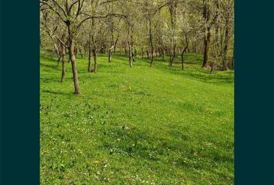 Teren de 4384 mp, în Talea - 4