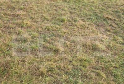 Teren intravilan Sanpetru - ideal ctie casa 500 mp - 5