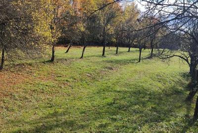 Teren de 10200 mp, în Costești - 5