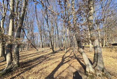 Teren cu sufrafata de 1100 mp in Padurea Faget - 8