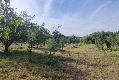 Teren 2000 mp de vânzare – Comana, deschidere la lac, aproape de Parcul Natural - 13