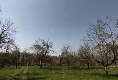 Teren de 6800 mp, în Șișești - 5