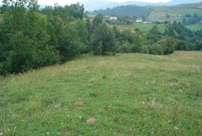 Teren de 25500 mp, în Vișagu - 2
