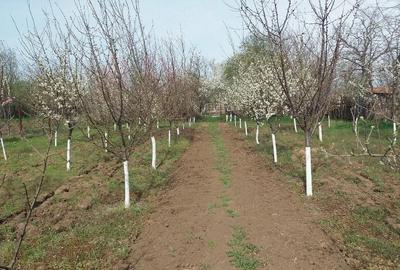 Casă cu 4 camere cu Teren 3210 Mp în Constantinești - 1