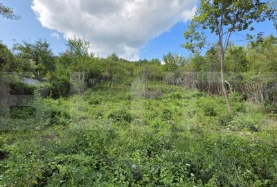 Teren intravilan Viisoara cu panorama asupra orasului- parce - 4