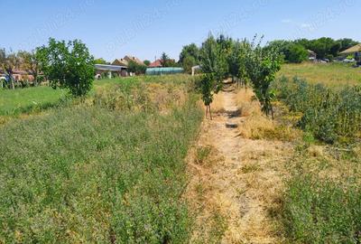 Casa + Curte + Teren arabil generos, Nerau, Teremia Mare, 1596 mp, locuibila imediat - 1