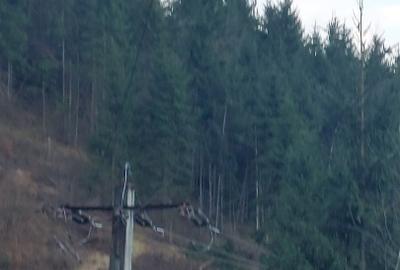 Teren Construcții intravilan de 10000 mp, în Albac - 2