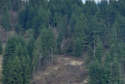 Teren Construcții intravilan de 10000 mp, în Albac - 4