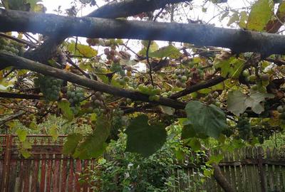 Casa de vanzare Iardastita (Caras-Severin) Casa de vanzare Iardastita (Caras-Severin) - 3