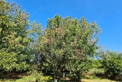 Casă cu 5 camere cu Teren 794 Mp în Livedea - 4