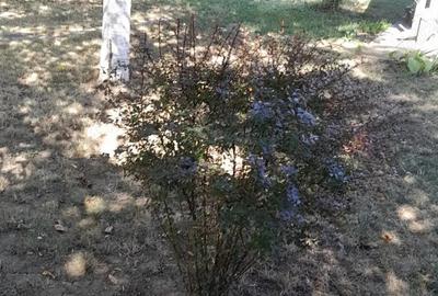 Casă în Tunari - 5