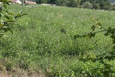 Teren de 3600 mp, în Șopotu Nou - 4