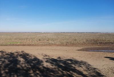 Teren Adunatii Copaceni - 1