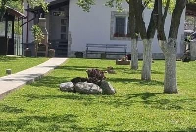 Casă cu 3 camere în Glâmbocu - 1