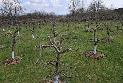 Spațiu comercial, în Răucești - 2