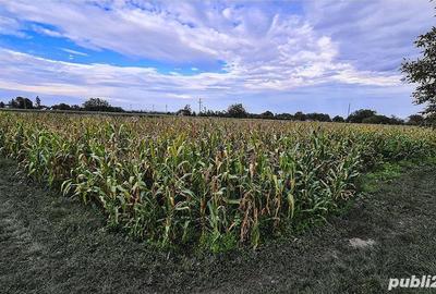 Teren de 2241 mp, în Răucești - 3