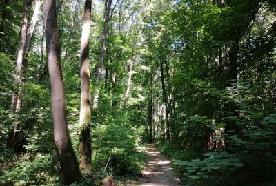 Raritate absoluta: Teren 20.000 mp in inima Padurii Baneasa - 1